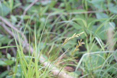 Carex muskingumensis, photographed by Mike B