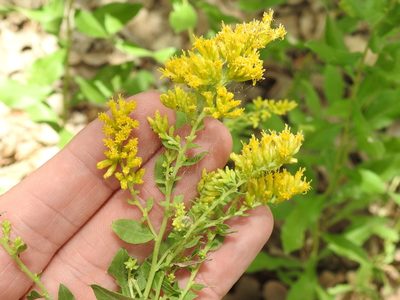 Solidago radula, photographed by Sam Kieschnick