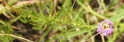 Dalea compacta, photographed by saltyhiker