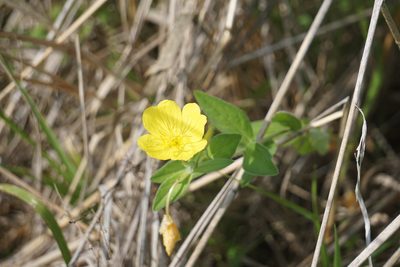 Oenothera pilosella, photographed by Mike B