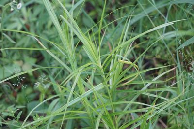 Carex muskingumensis, photographed by Mike B