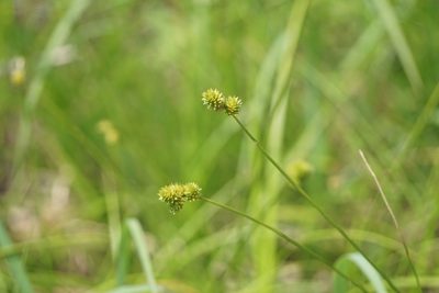 Carex molesta, photographed by Mike B