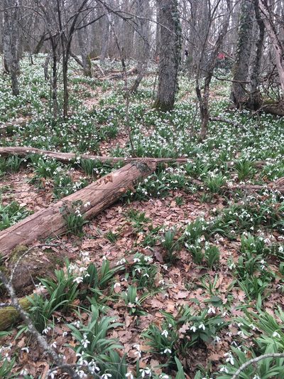 Galanthus plicatus, photographed by Максим Шумских