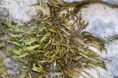Breutelia substricta, photographed by Tony Rebelo