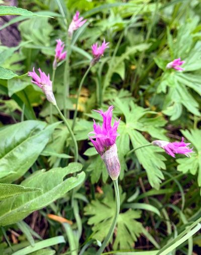 Allium brevistylum, photographed by Whitney Brook Matson