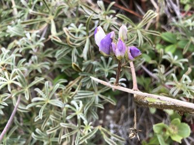 Lupinus variicolor, photographed by Al Kordesch