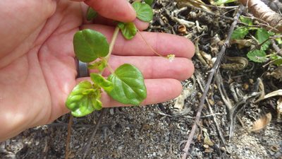 Boerhavia repens, photographed by Jake Gross