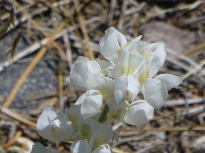 Lupinus grayi, photographed by Steve Woodward