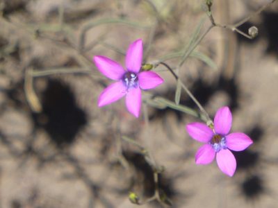 Navarretia leptalea, photographed by Steve Woodward