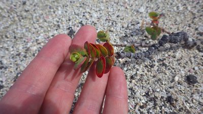 Euphorbia degeneri, photographed by Jake Gross