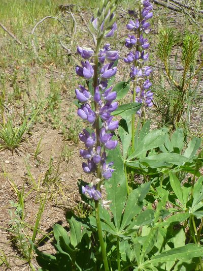 Lupinus burkei, photographed by Steve Woodward