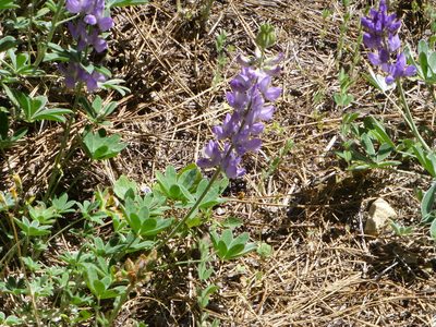 Lupinus grayi, photographed by Steve Woodward