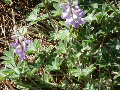 Lupinus grayi, photographed by Steve Woodward