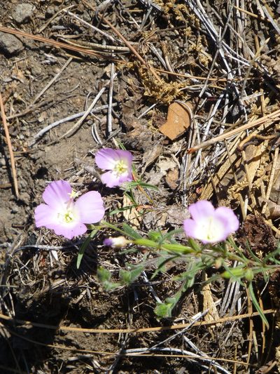 Clarkia arcuata, photographed by Steve Woodward