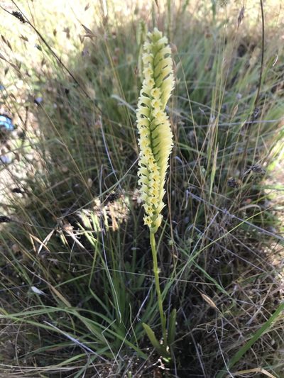 Spiranthes porrifolia, photographed by lotusmorning