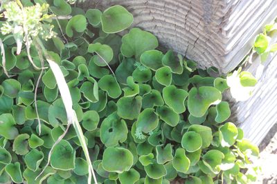 Dichondra donelliana, photographed by Scott Loarie