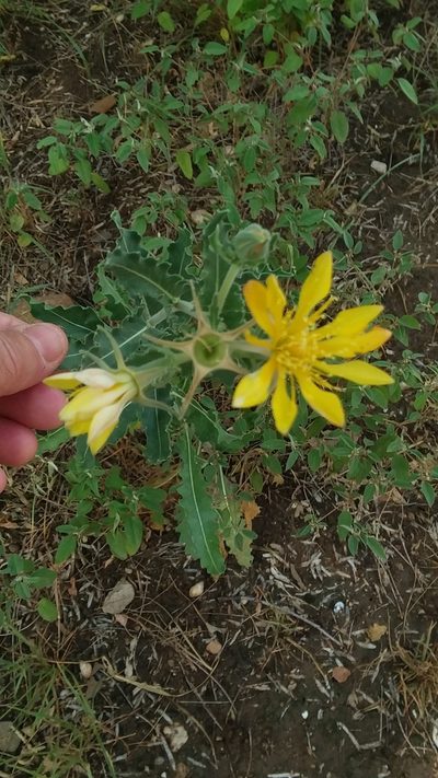 Mentzelia reverchonii, photographed by mattmsa