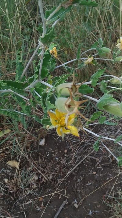 Mentzelia reverchonii, photographed by mattmsa
