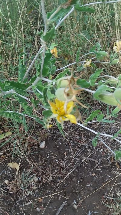 Mentzelia reverchonii, photographed by mattmsa