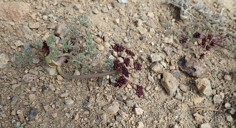Lomatium cuspidatum, photographed by John Brew