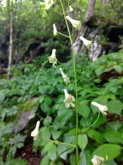 Aconitum reclinatum, photographed by Jamie Carter