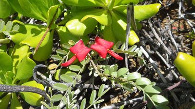 Sesbania tomentosa, photographed by Jake Gross