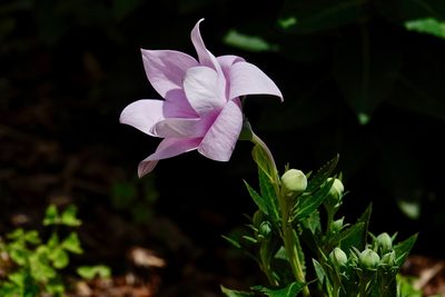 Platycodon grandiflorus, photographed by Louise Woodrich