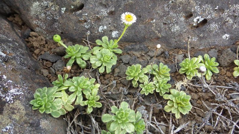 Tetramolopium rockii, photographed by Jake Gross