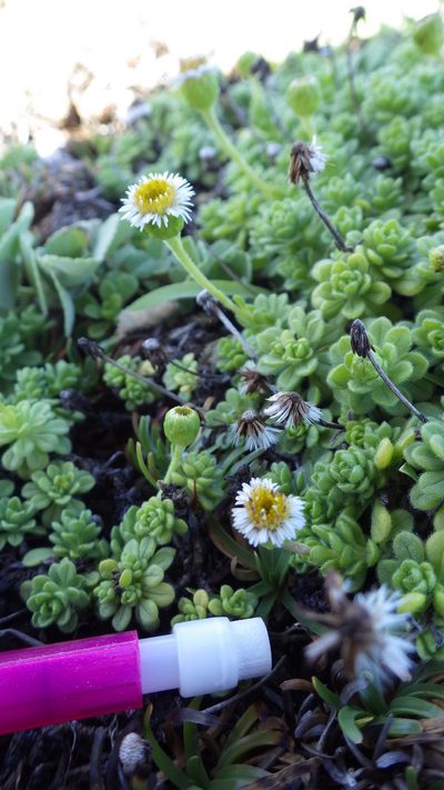 Tetramolopium rockii, photographed by Jake Gross
