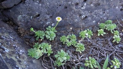 Tetramolopium rockii, photographed by Jake Gross