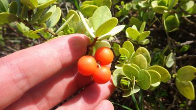Wikstroemia uva-ursi, photographed by Jake Gross