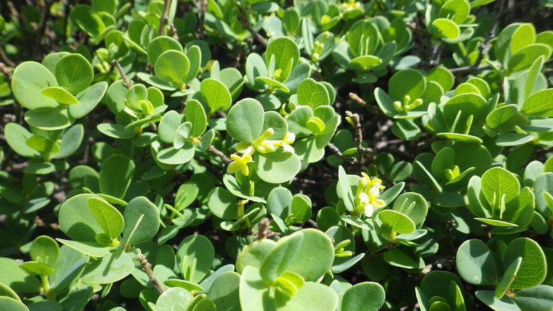 Wikstroemia uva-ursi, photographed by Jake Gross