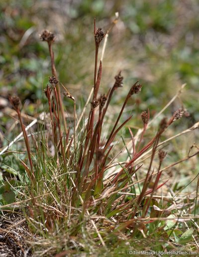 Luzula orestera, photographed by Tim Messick