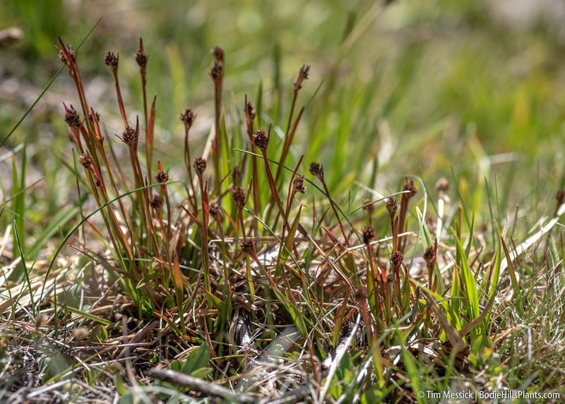 Luzula orestera, photographed by Tim Messick