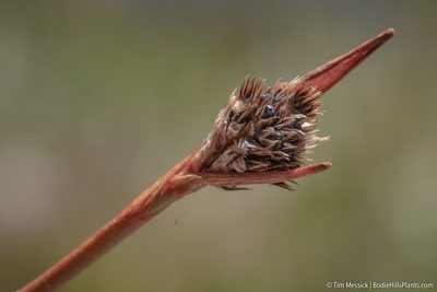 Luzula orestera, photographed by Tim Messick