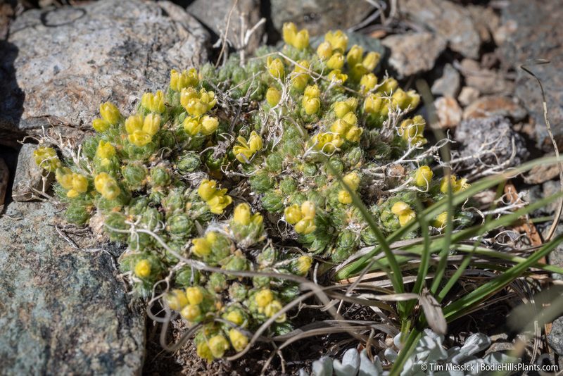 Draba densifolia, photographed by Tim Messick