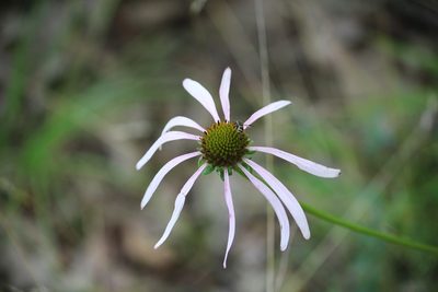 Echinacea laevigata, photographed by Ashwin Srinivasan