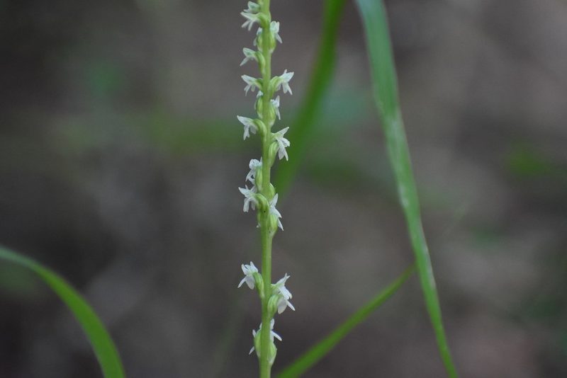 Platanthera ephemerantha, photographed by Thompson Hyggen