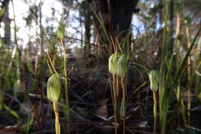 Pterostylis concinna, photographed by Cowirrie