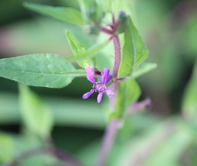 Cuphea viscosissima, photographed by Ashwin Srinivasan