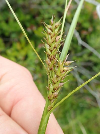 Carex exsiccata, photographed by Randal