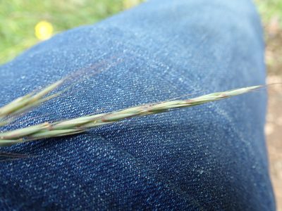 Elymus glaucus, photographed by Randal