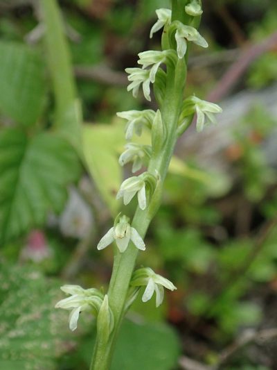 Platanthera ephemerantha, photographed by Randal