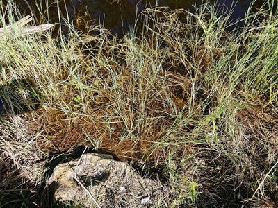 Panicum repens, photographed by Adam Pitcher
