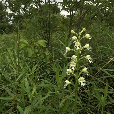 Platanthera leucophaea, photographed by Christopher Zacharias