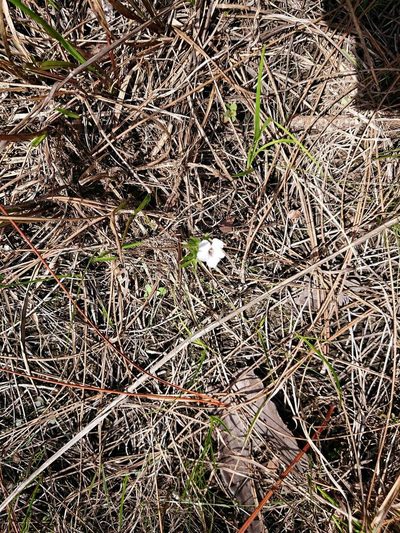 Dyschoriste angusta, photographed by Adam Pitcher
