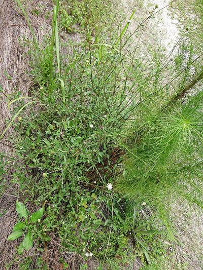 Melanthera angustifolia, photographed by Adam Pitcher