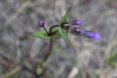 Gentianella propinqua, photographed by Syd Cannings