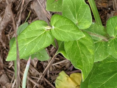 Chthamalia cynanchoides, photographed by Alison Northup