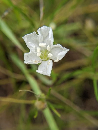 Stylisma pickeringii, photographed by Alison Northup